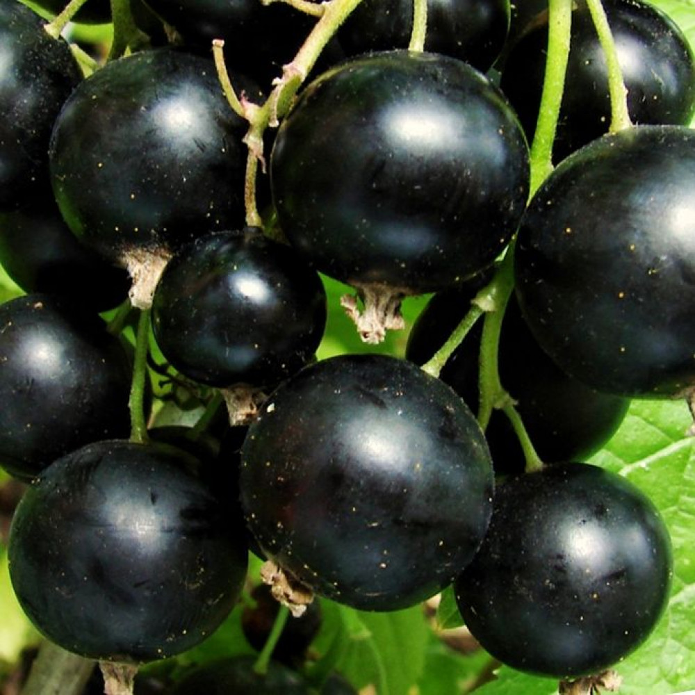 Смородина черная (ribes nigrum `зуша`)