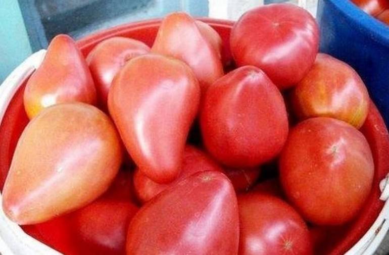 Описание сорта томат «орлиный клюв»