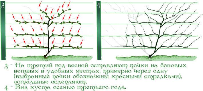 Актинидия коломикта — дальневосточная лиана с тропическими плодами