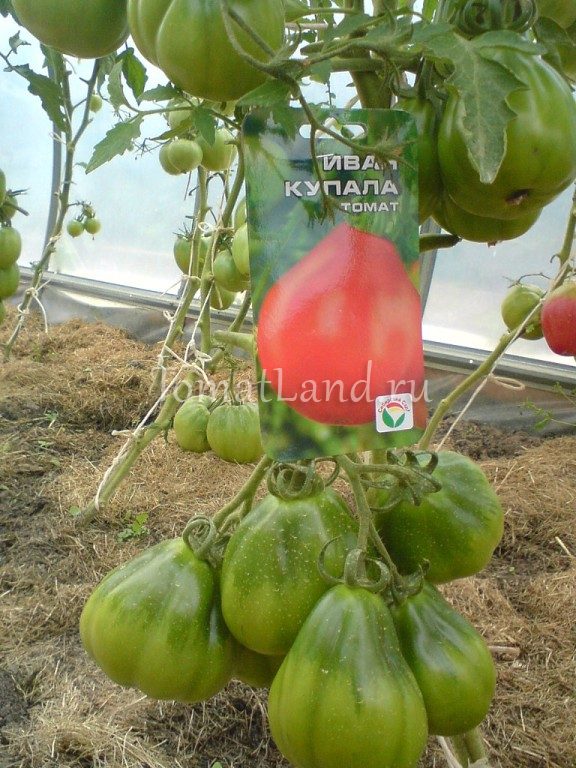 Томат иван купала - описание и характеристика сорта