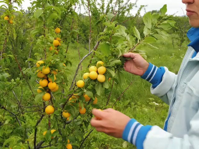 Китайская слива: сорта с фото и описанием (таблица)