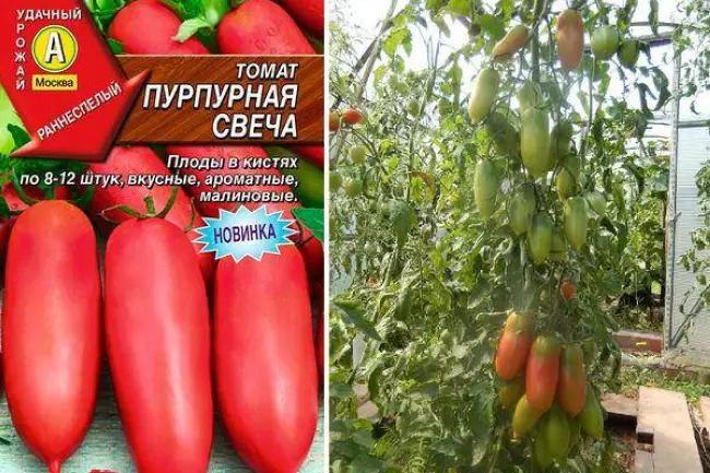 Самые урожайные сорта томатов для теплицы - характеристики, описание и фото
