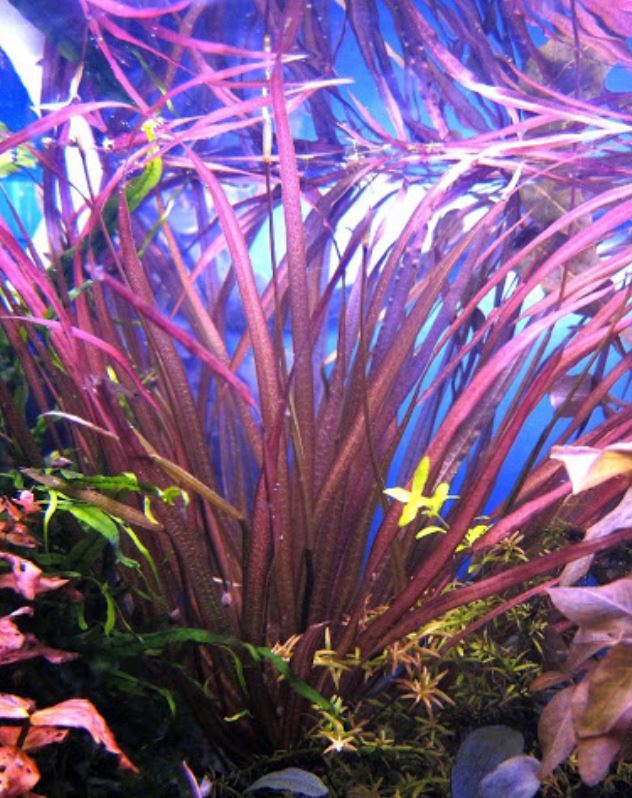 Бликса обера (blyxa aubertii) - aquinfo.ru - аквариумные рыбки и все с ними связанное