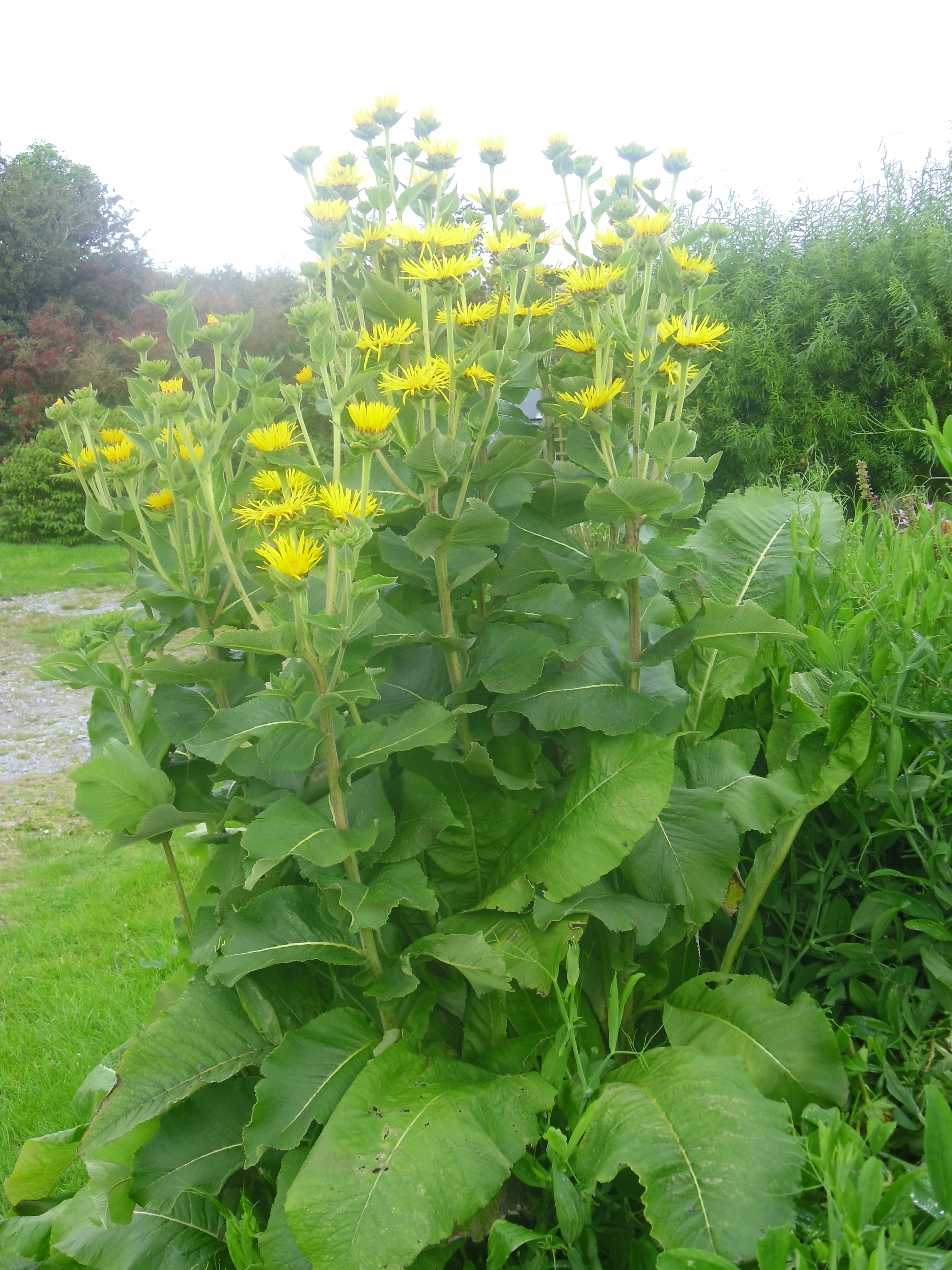 Девясил высокий — inula helenium l.
