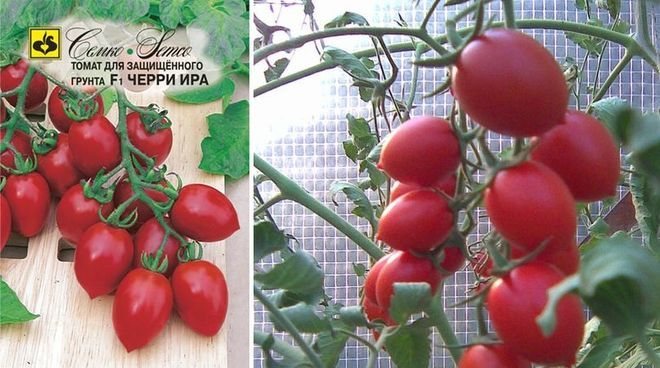Рейтинг сортов и гибридов томатов черри, которые я выращивала. описание. фото — ботаничка