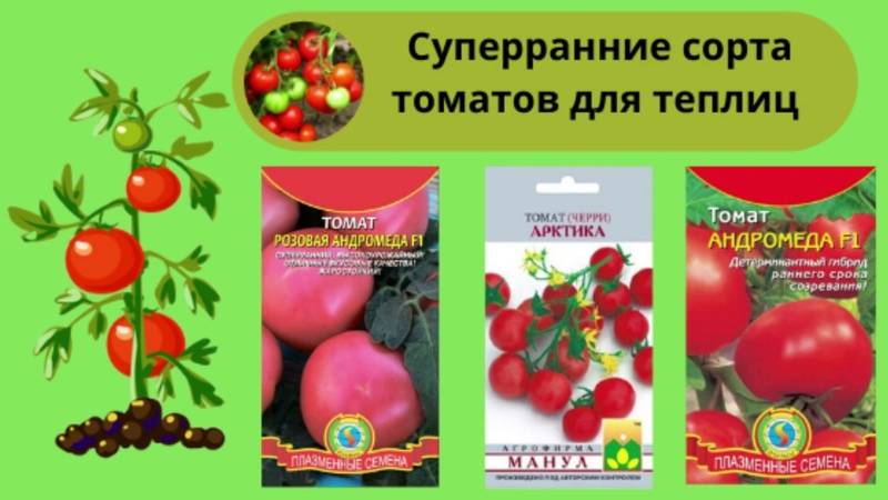 Томат скороспелка: отзывы, фото, урожайность, описание и характеристика