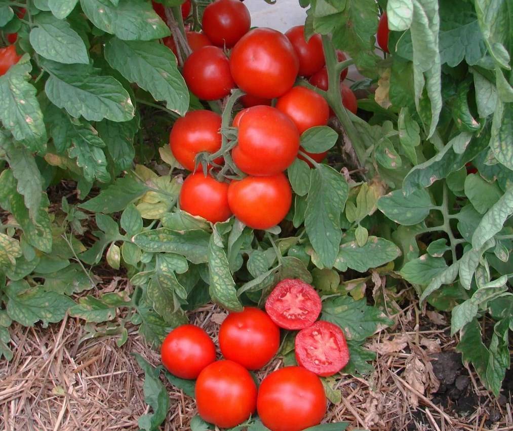 Томат альфа: описание сорта, отзывы, фото, урожайность
