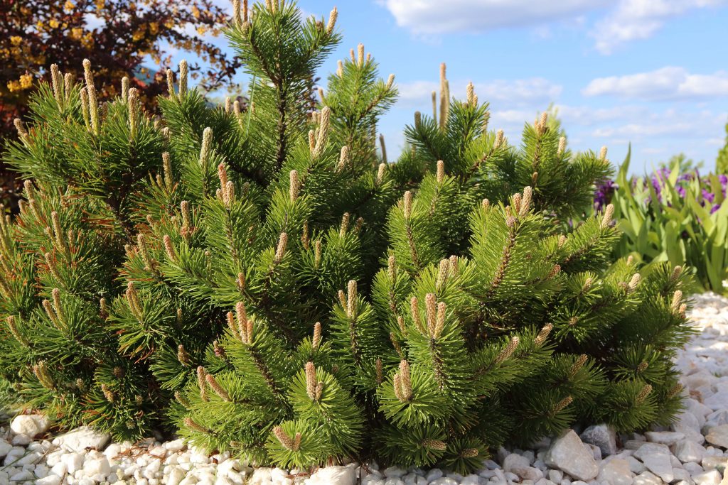 Сосна горная (pinus mugo) – описание, фото, посадка, уход, сорта, применение