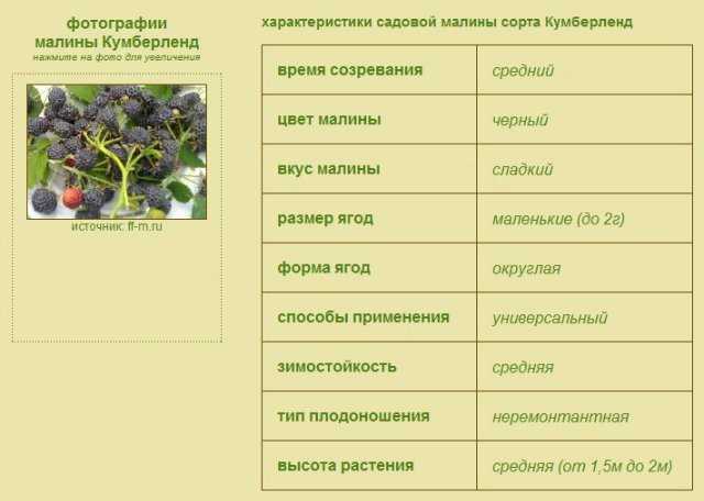 Малина барнаульская - описание, характеристики, выращивание и уход, плодоношение и сроки сбора