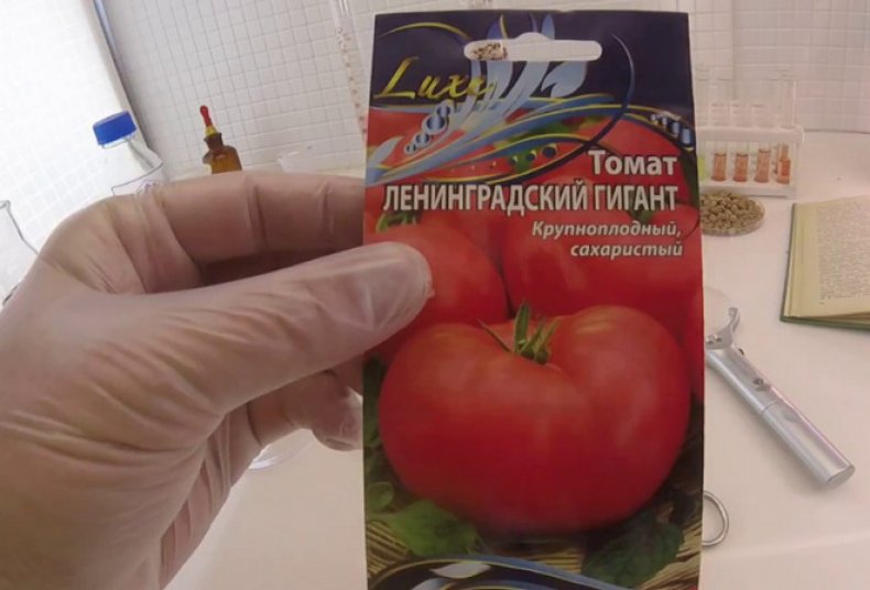 Сорт томат «уральский гигант»: описание, отзывы, фото, урожайность