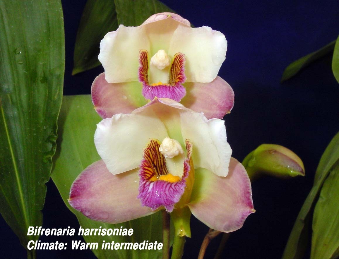 Бифренария (bifrenaria)