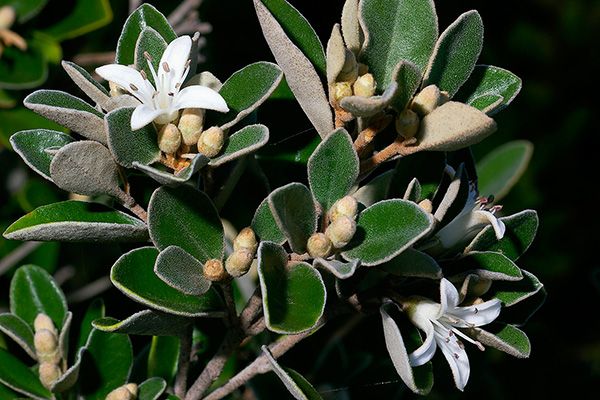 How to grow correa | yates australia