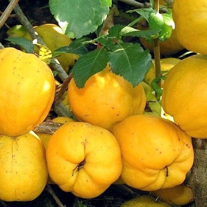 Айва краснослободская — описание, отзывы, посадка и уход
