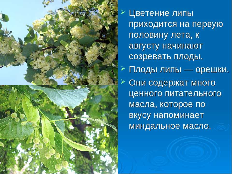 Все о липе мелколистной