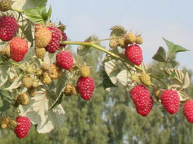 Сорт малины брянское диво
