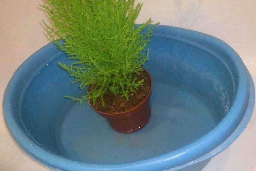 Купрессус (cupressus) на даче и дома: фото, как ухаживать и какие виды используются