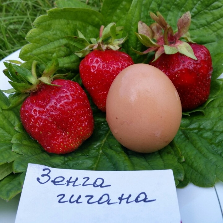 Клубника зенга зенгана: описание сорта, фото, отзывы + видео