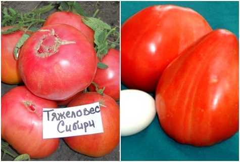 Томат тяжеловес сибири: описание и характеристика сорта, особенности выращивания, отзывы, фото
