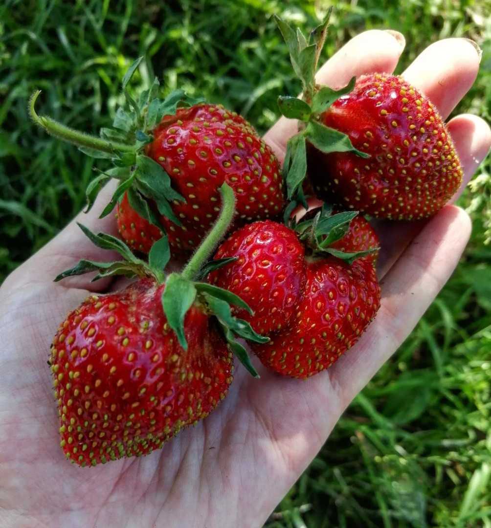 Земляника крупноплодная белруби (fragaria belrubi) — описание сорта, фото, саженцы, посадка, особенности ухода. дачная энциклопедия.