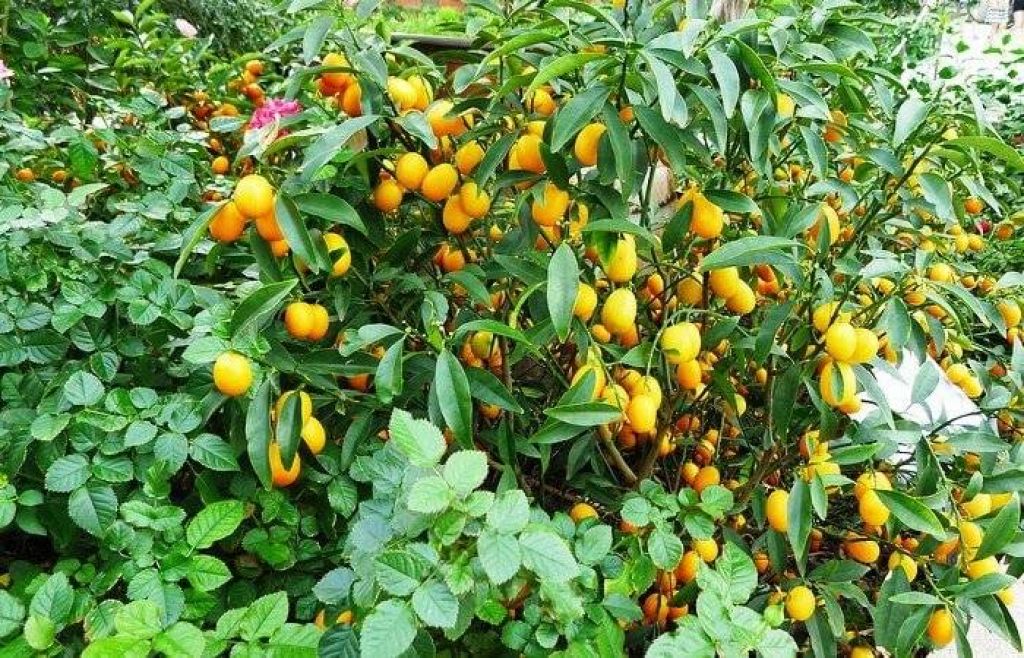 Кумкват и цитрофортунелла в квартире и саду