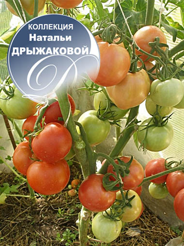 Томат пани яна: характеристика и описание сорта, отзывы, фото, урожайность - все о помидорках