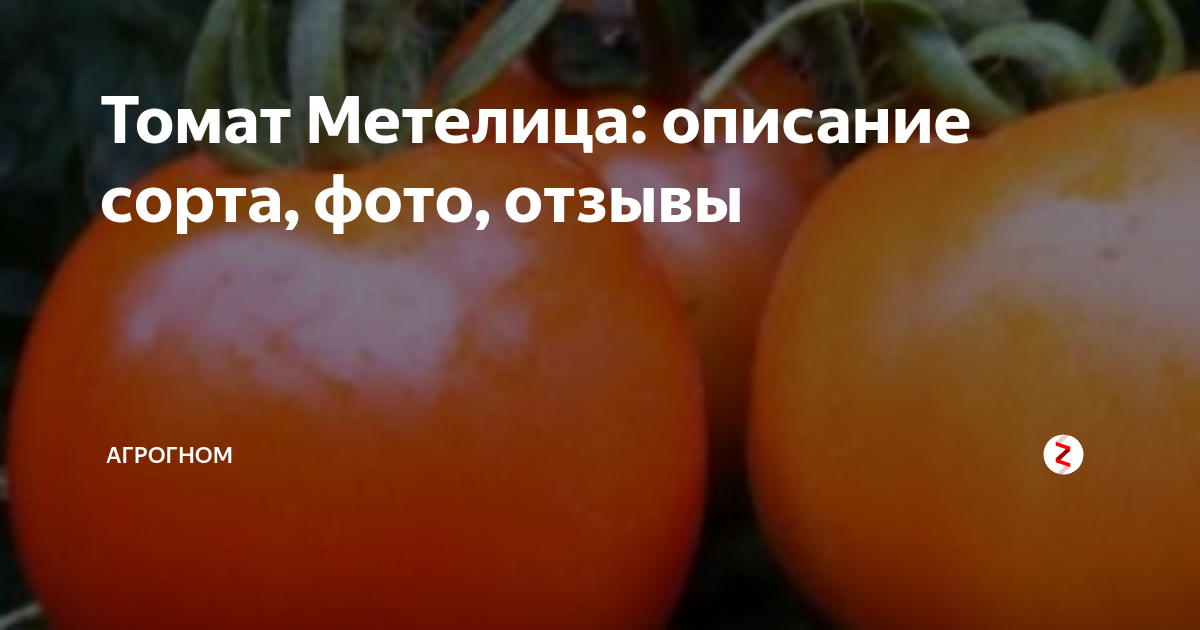 Фото, отзывы, описание, характеристика, урожайность, видео сибирского сорта томата «метелица»