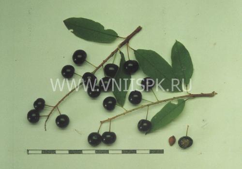 Описание сортов черемухи (гранатная гроздь, черный блеск)