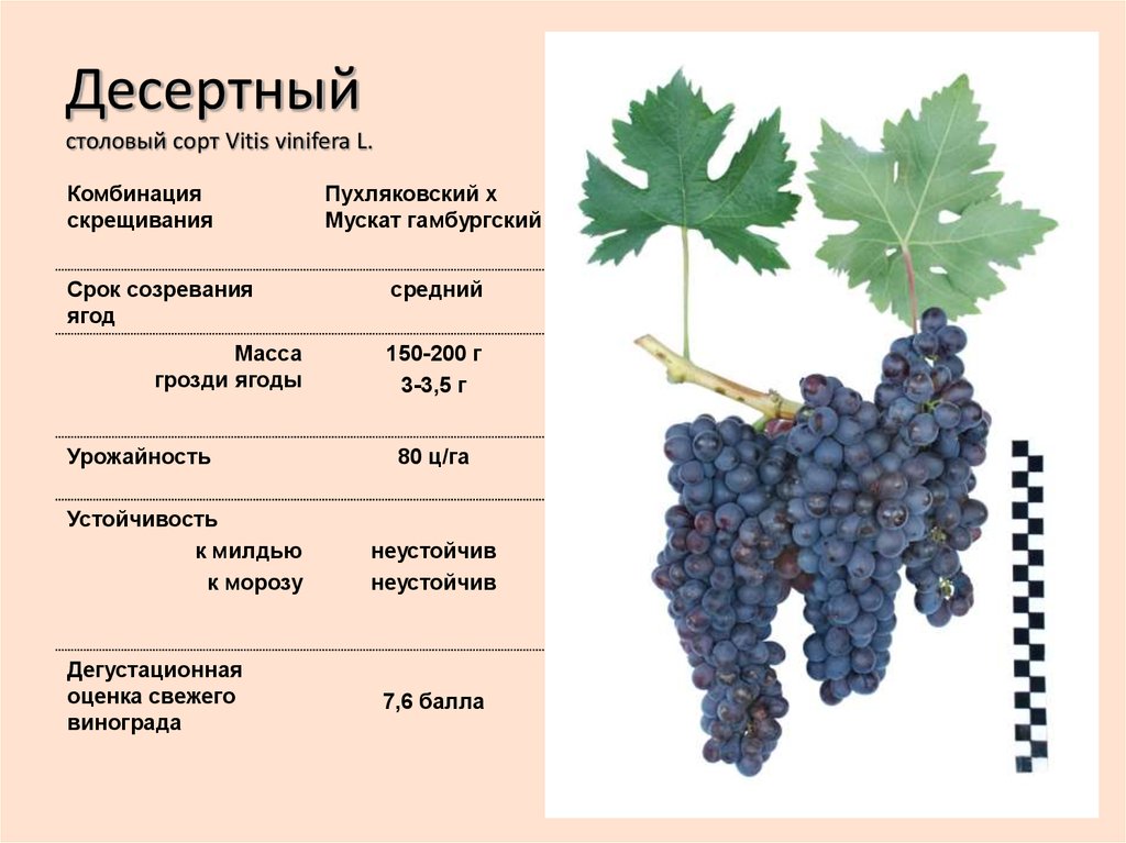 Виноград десертный: что нужно знать о нем, описание сорта, отзывы