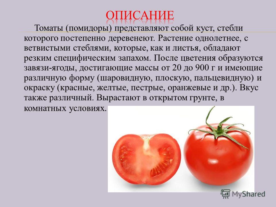 Помидоры гномы — чем хороши и как выращивать? описание сортов, личный опыт. фото — ботаничка