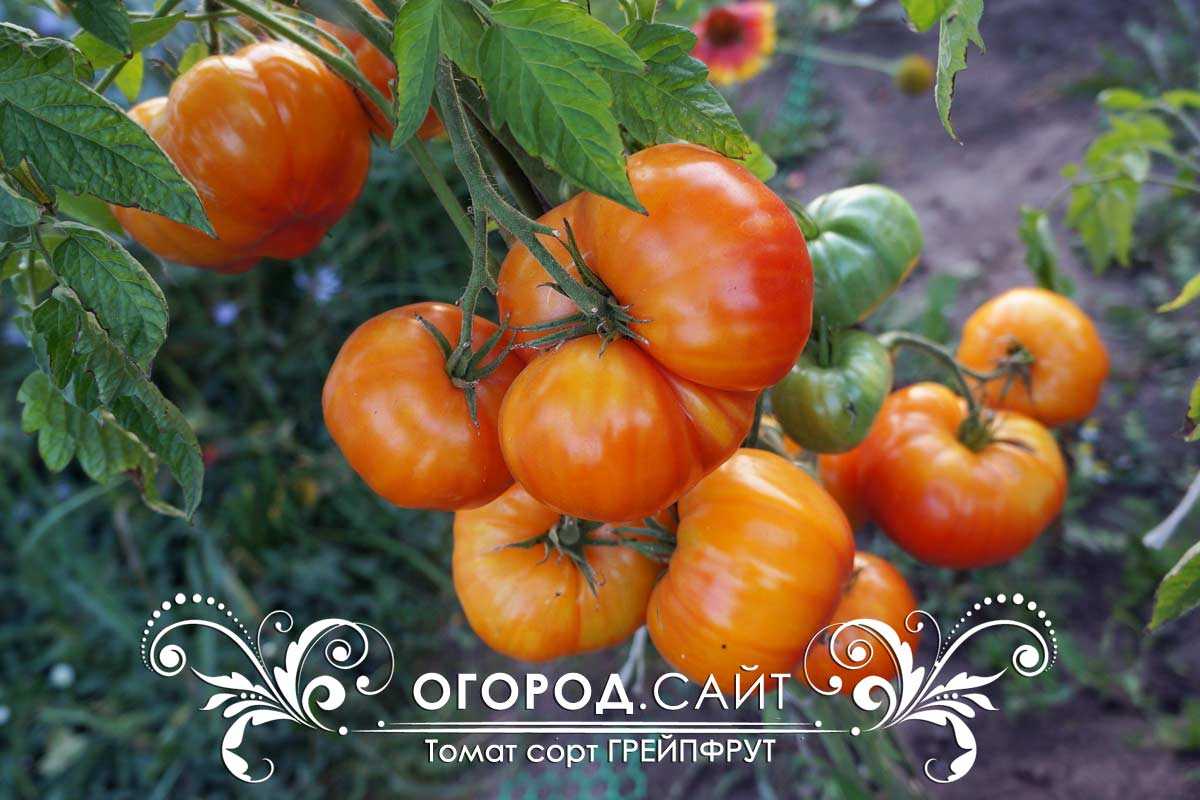 Томат грейпфрут: описание сорта помидоров, фото кустов и плодов, отзывы дачников, характеристика розового подвида