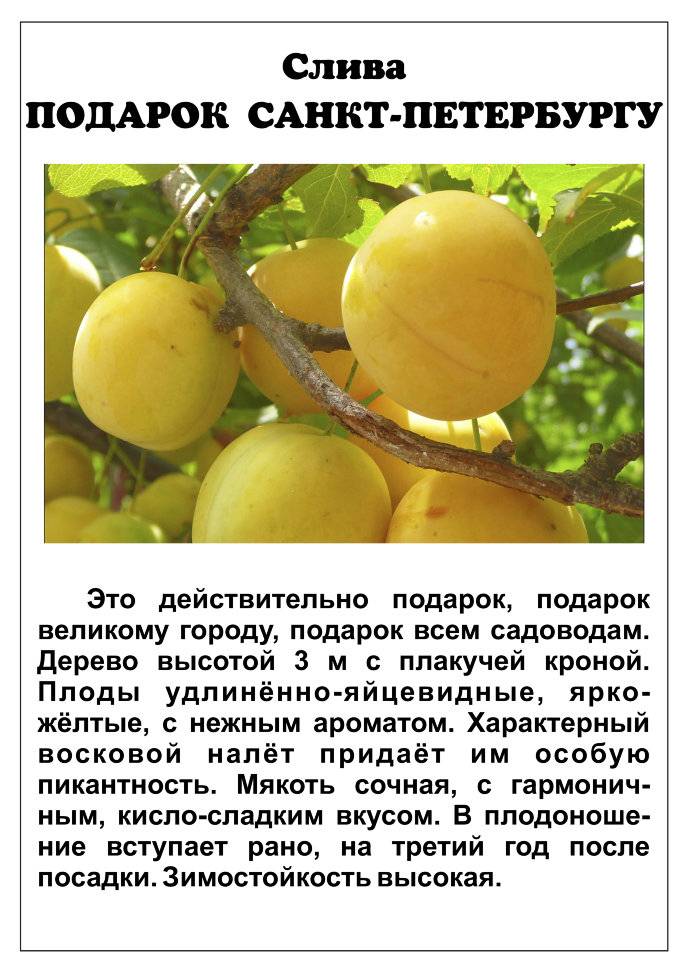 Алыча злато скифов: описание и характеристики сорта, опылители и выращивание с фото