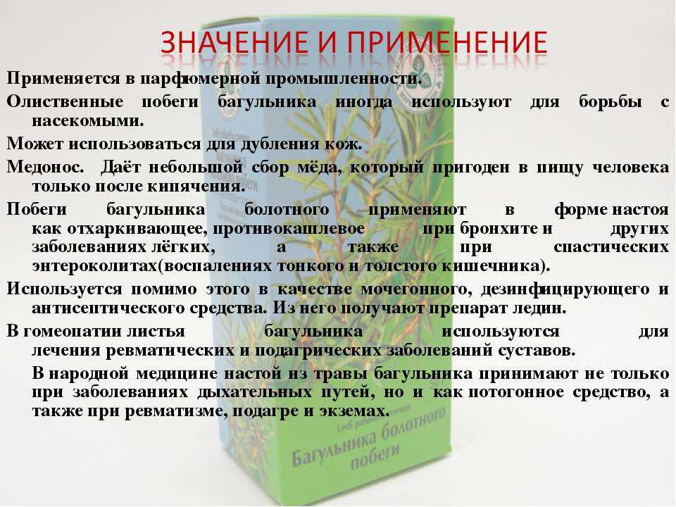 Багульник болотный, лечебные свойства и противопоказания, как он выглядит