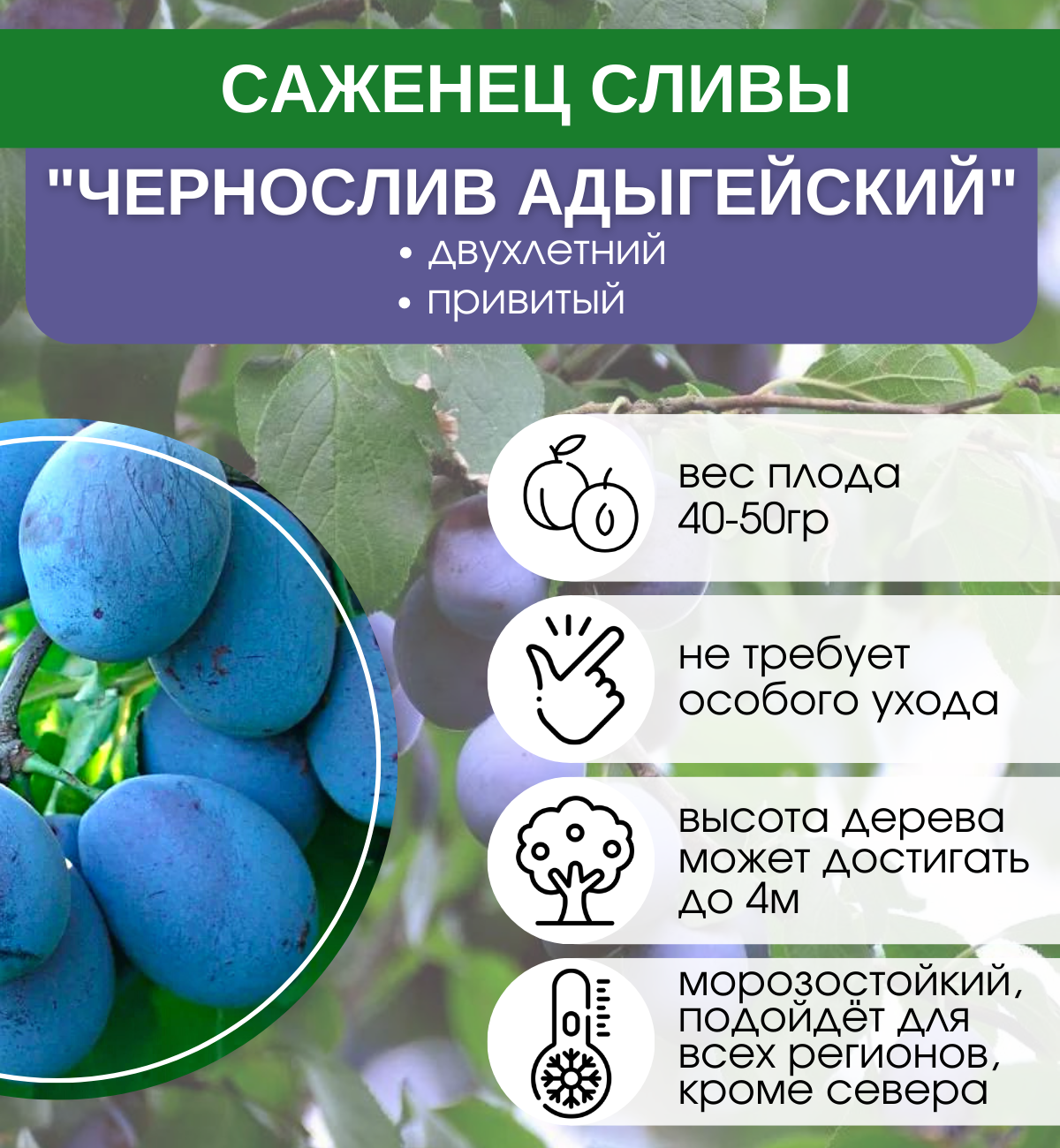 Из какой сливы лучше делать чернослив?
