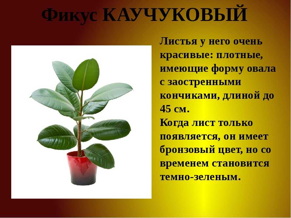 Диффенбахия (75 фото): виды, уход в домашних условиях