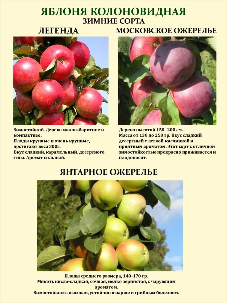 Изучаем ранние сорта яблонь