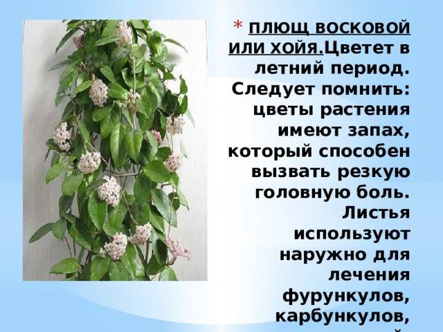 Плющ или хедера - уход в домашних условиях с фото и видео | faterra.com