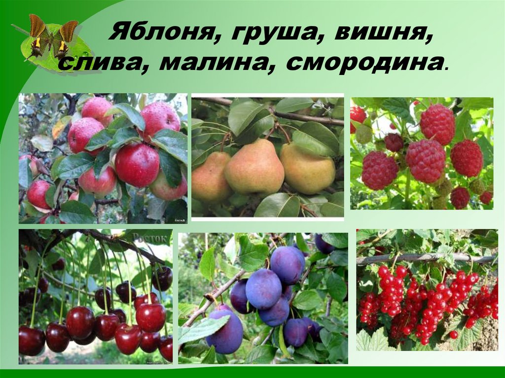 Ягода