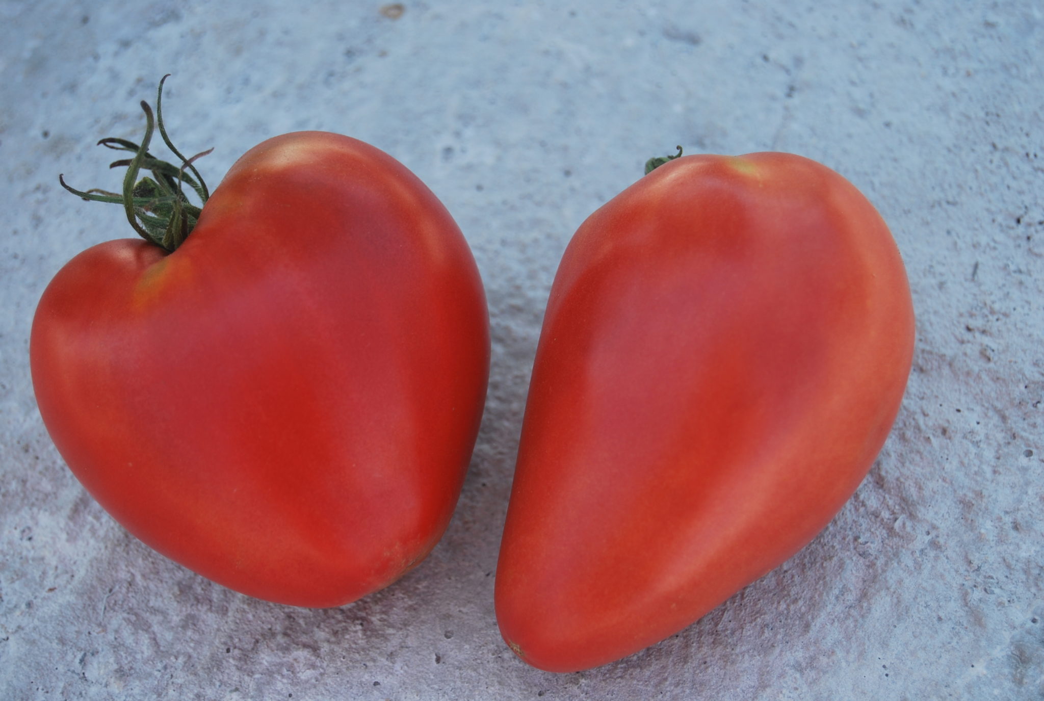 Сердцевидные томаты | tomatland.ru