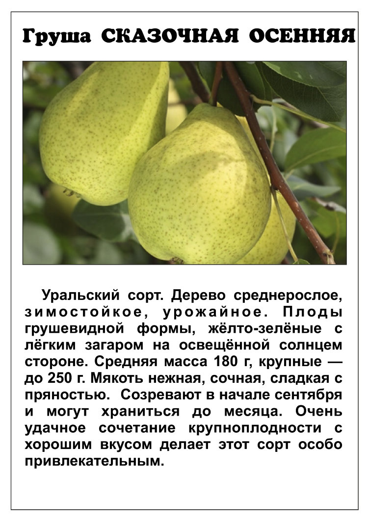 15 лучших сортов груши для средней полосы. описание и фото — ботаничка