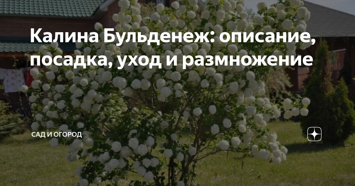 Калина бульденеж: описание, посадка, уход и размножение