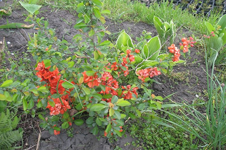 Айва японская, хеномелес японский (маулея), прекрасный, китайский, посадка, уход, фото