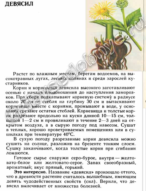 Девясил посадка и уход в открытом грунте лечебные свойства
