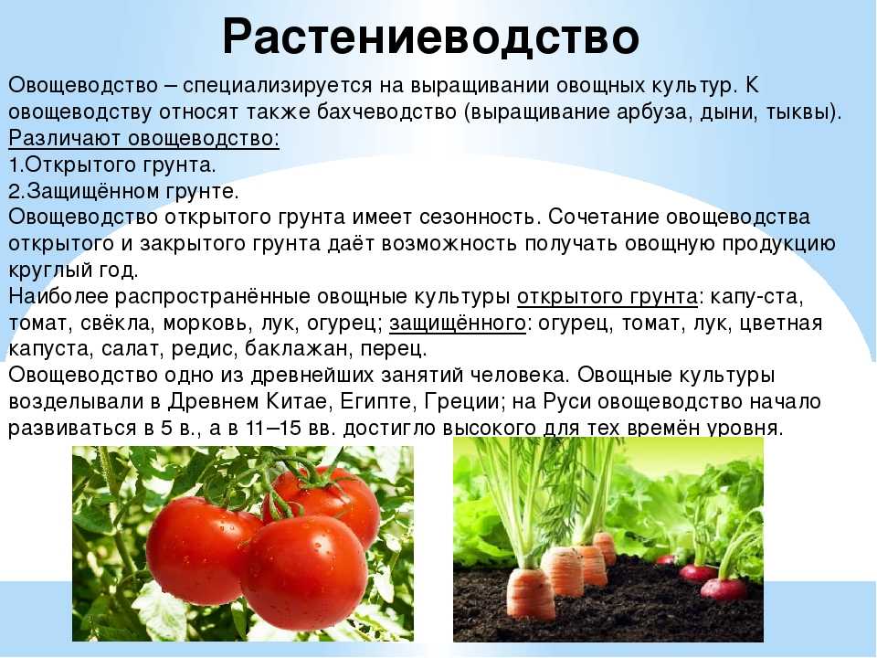 Морковь московская зимняя описание - агро журнал pole39.ru