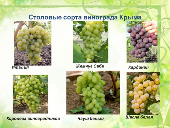 Сорта винограда: 230 сортов с фото и описанием