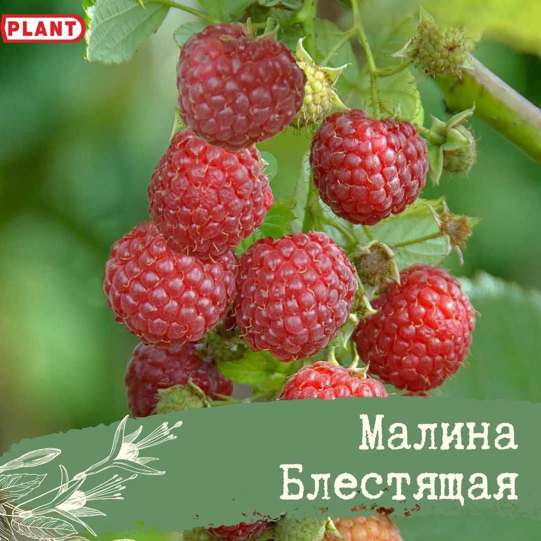 Малина блестящая – описание сорта, посадка и уход — сад и огород