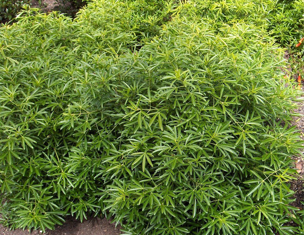 Choisya ternata  ( mexican orange blossom choisya ) - backyard gardener