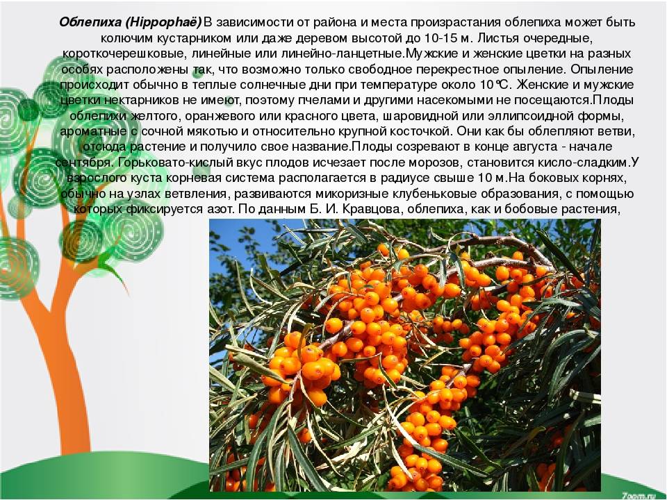 Лучшие сорта облепихи: низкорослые, устойчивые к заморозкам, бесшипные, сладкие и сочные