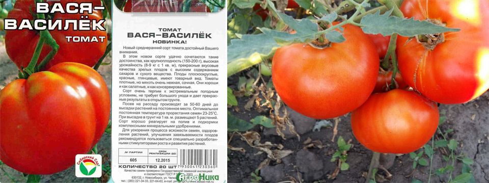 Томат золушка: характеристика и описание сорта, отзывы тех кто сажал помидоры об их урожайности, фото куста
