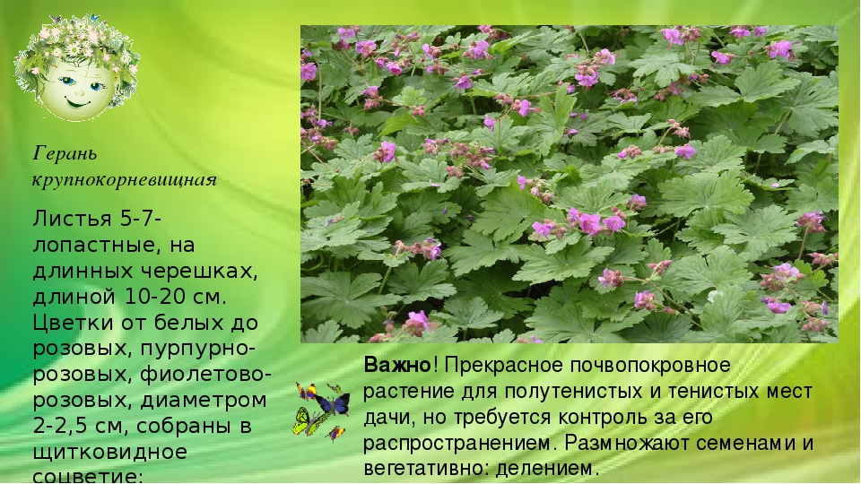 Королевская герань: 8 правил ухода в домашних условиях, сорта
