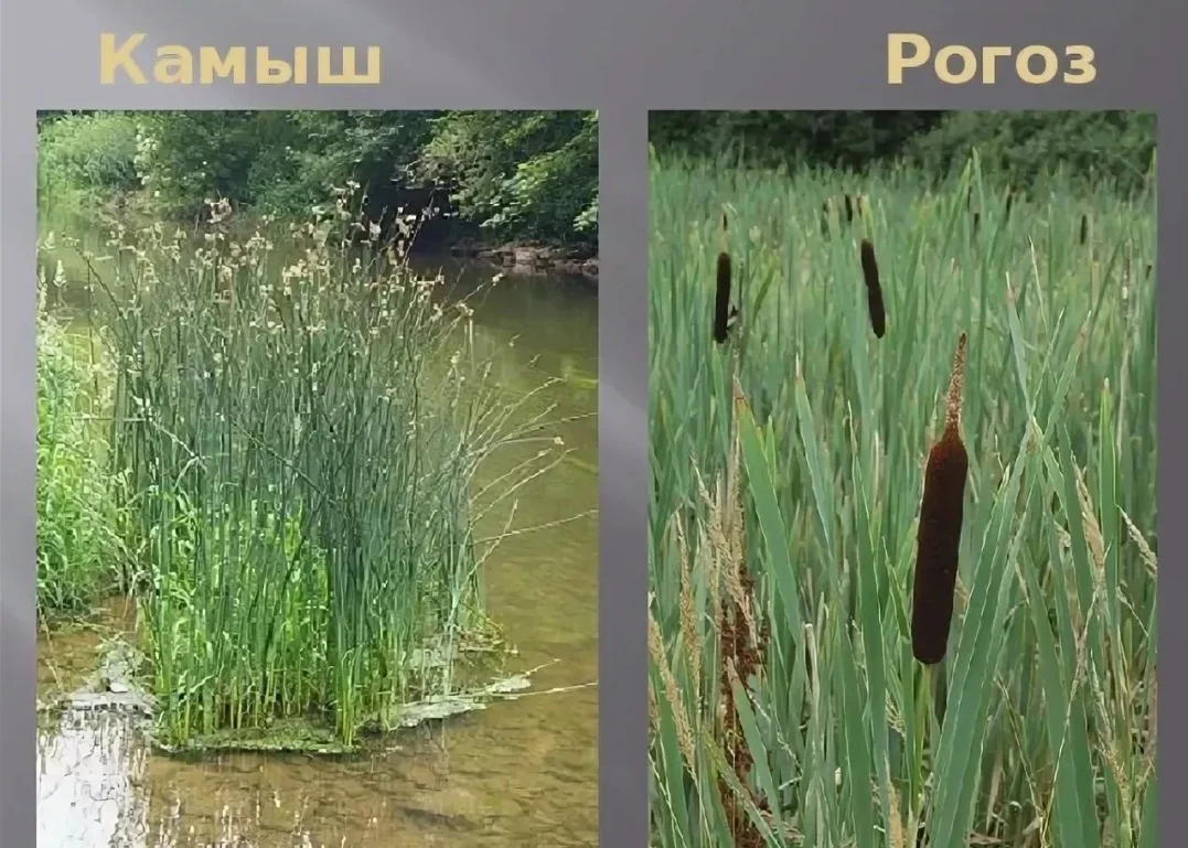 Эпифиллум оксипеталум (царица ночи) – кактус с яркой внешностью и огромными благоухающими бутонами